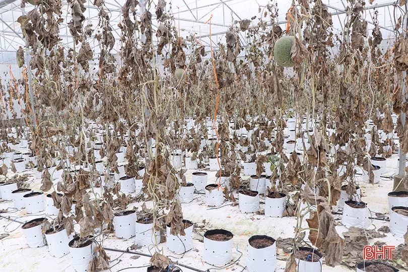 Tập trung khôi phục sản xuất, ứng phó với diễn biến phức tạp của thời tiết