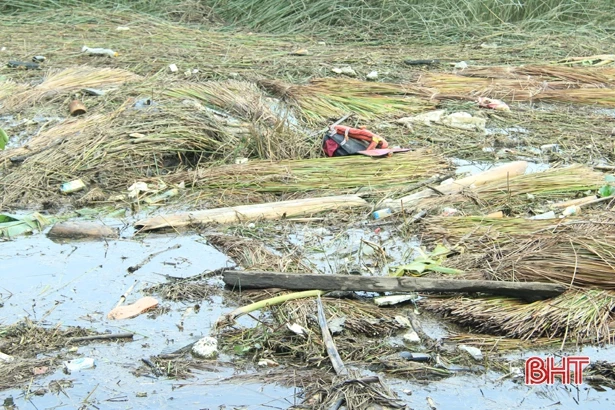 “Ốc đảo” Hồng Lam hư hại gần 100 tấn cói
