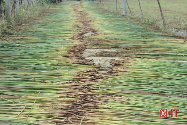 “Ốc đảo” Hồng Lam hư hại gần 100 tấn cói