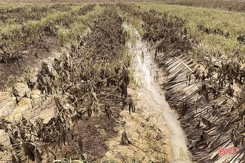 Vựa rau lớn nhất Hà Tĩnh tan hoang sau mưa lũ