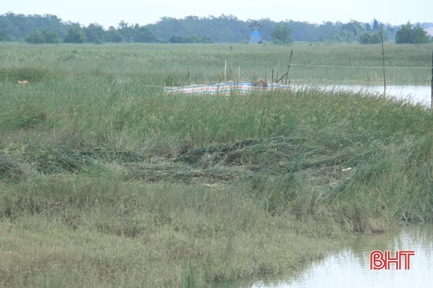 “Ốc đảo” Hồng Lam hư hại gần 100 tấn cói
