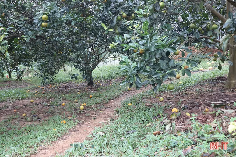 Tập trung khôi phục sản xuất, ứng phó với diễn biến phức tạp của thời tiết