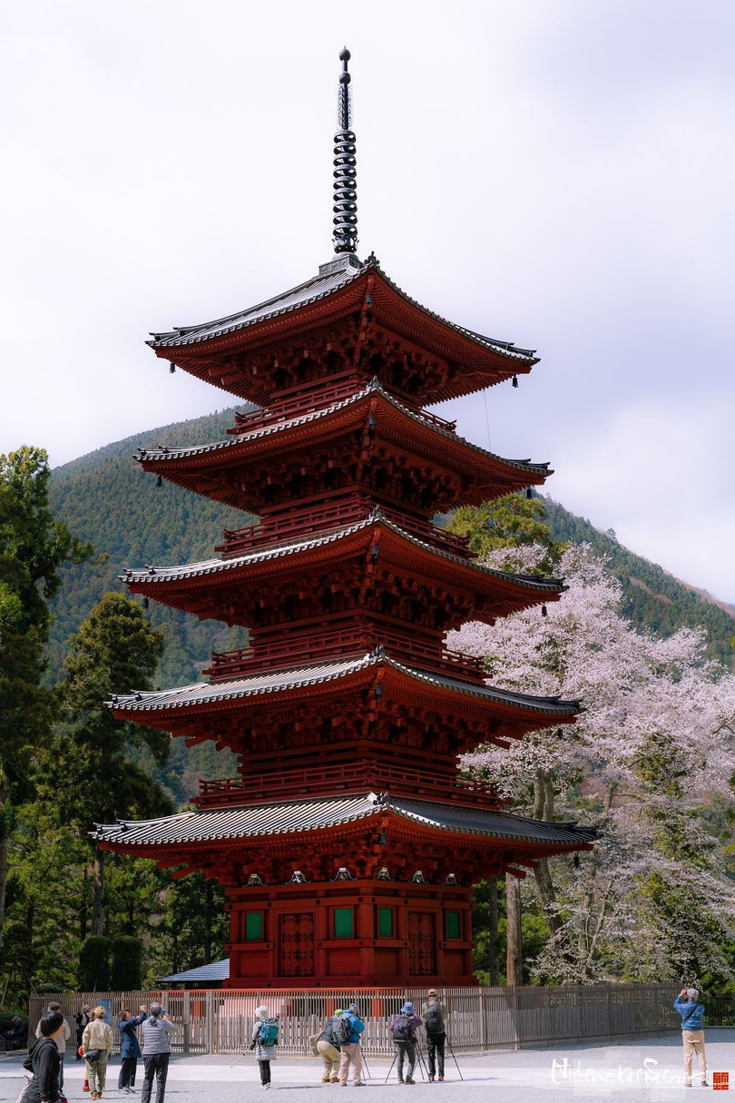 Ngắm cây hoa anh đào 2.000 tuổi