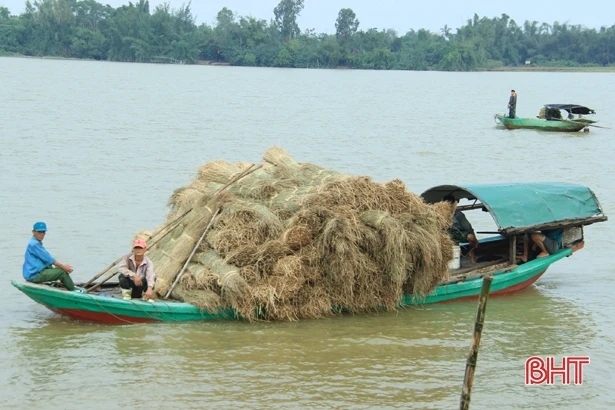 “Ốc đảo” Hồng Lam hư hại gần 100 tấn cói