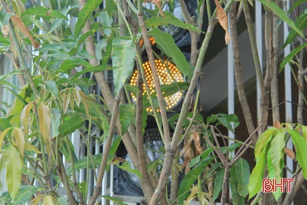 Đèn tín hiệu giao thông “trốn” trong nhà dân ở Nghi Xuân