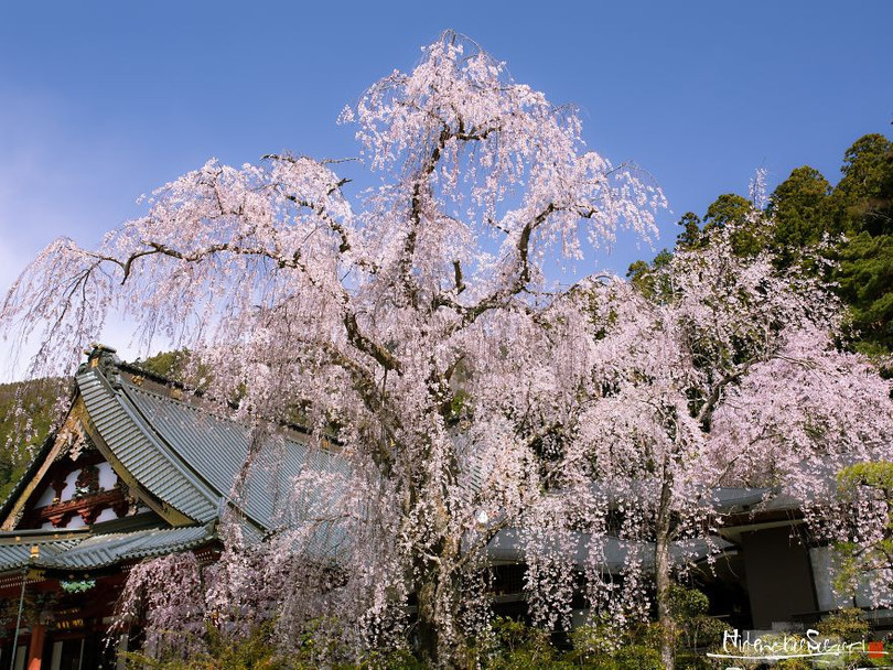 Ngắm cây hoa anh đào 2.000 tuổi
