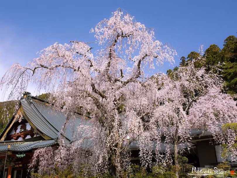 Ngắm cây hoa anh đào 2.000 tuổi