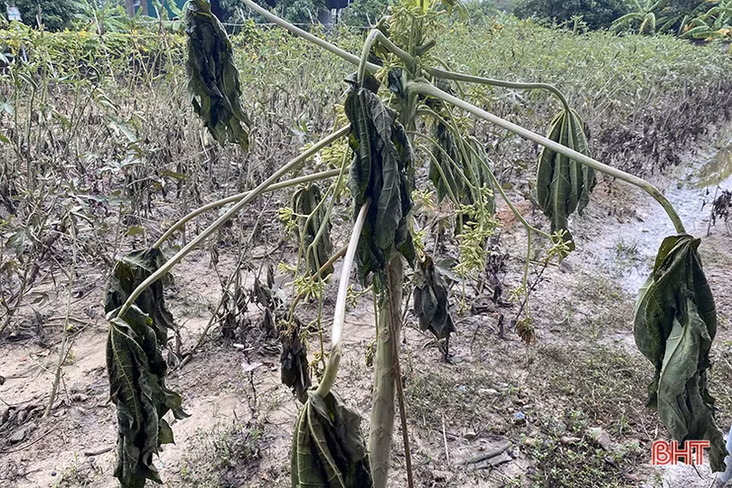 Vựa rau lớn nhất Hà Tĩnh tan hoang sau mưa lũ