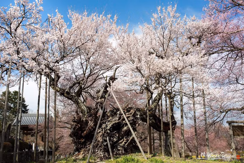 Ngắm cây hoa anh đào 2.000 tuổi