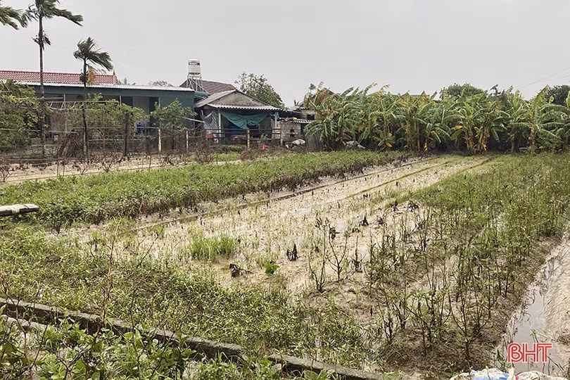 Vựa rau lớn nhất Hà Tĩnh tan hoang sau mưa lũ