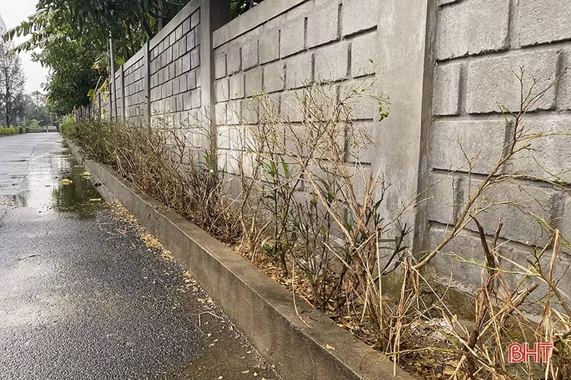 Vựa rau lớn nhất Hà Tĩnh tan hoang sau mưa lũ