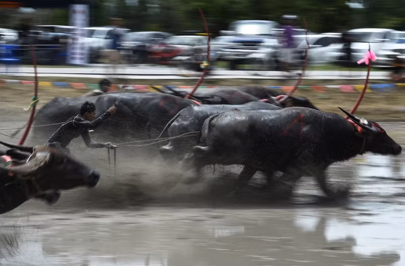 trau nuoc thai lan dua quyet liet trong le hoi truyen thong