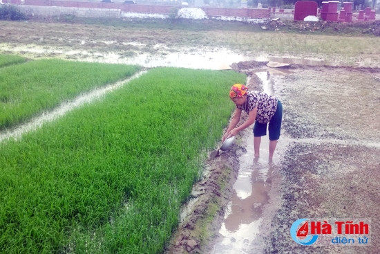 Vụ xuân 2016: Giống, thời vụ là “cứu cánh"! ảnh 1