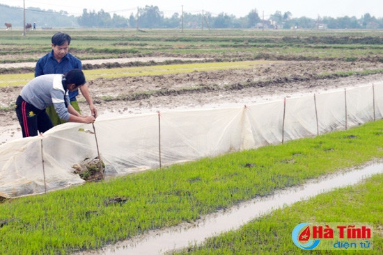 Xóa bỏ giống lúa IR 1820: “Trống đánh xuôi, kèn thổi ngược” ảnh 2
