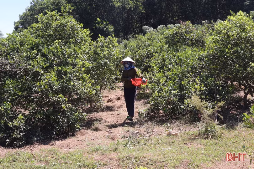 Chanh Hà Tĩnh được giá, thương lái vào vườn thu mua liên tục