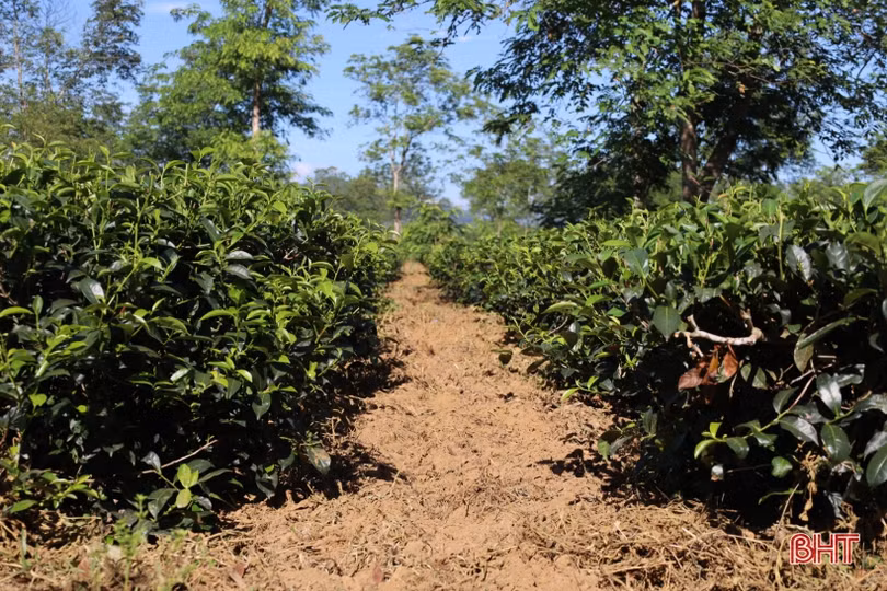 Nông dân Hương Khê “mặc áo” cho quả bưởi, tủ gốc cho cây chè