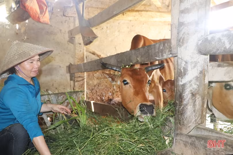 Nông dân Hà Tĩnh lo bảo vệ vật nuôi trước thời tiết nắng nóng 