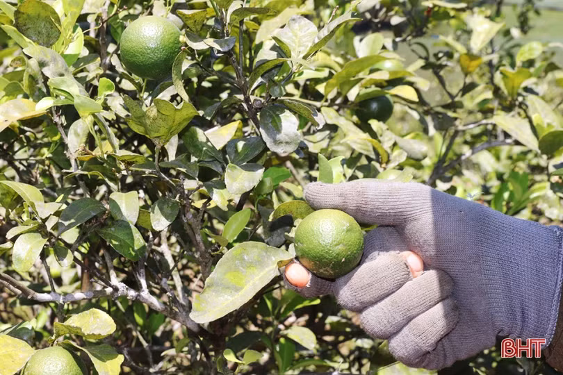 Chanh Hà Tĩnh được giá, thương lái vào vườn thu mua liên tục