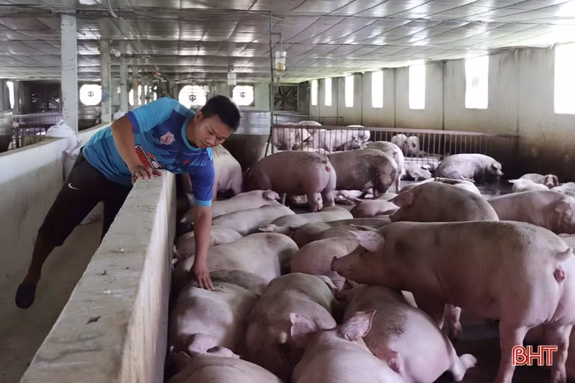 Nông dân Hà Tĩnh lo bảo vệ vật nuôi trước thời tiết nắng nóng 