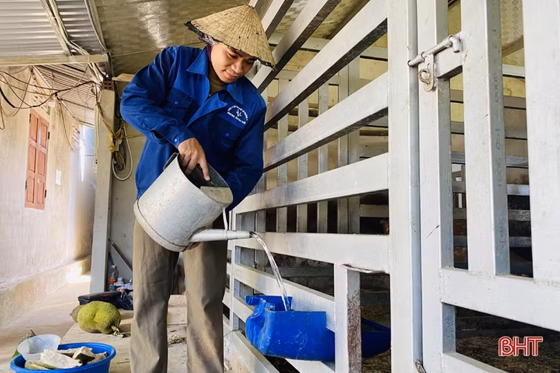 Nông dân Hà Tĩnh lo bảo vệ vật nuôi trước thời tiết nắng nóng 