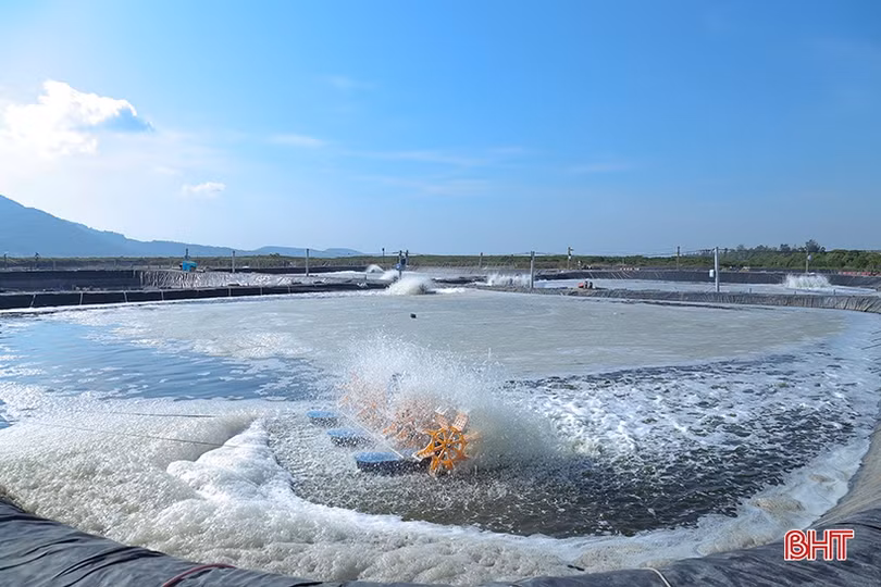 Thị trường khởi sắc, giá tôm đầu vụ tại Hà Tĩnh tăng cao