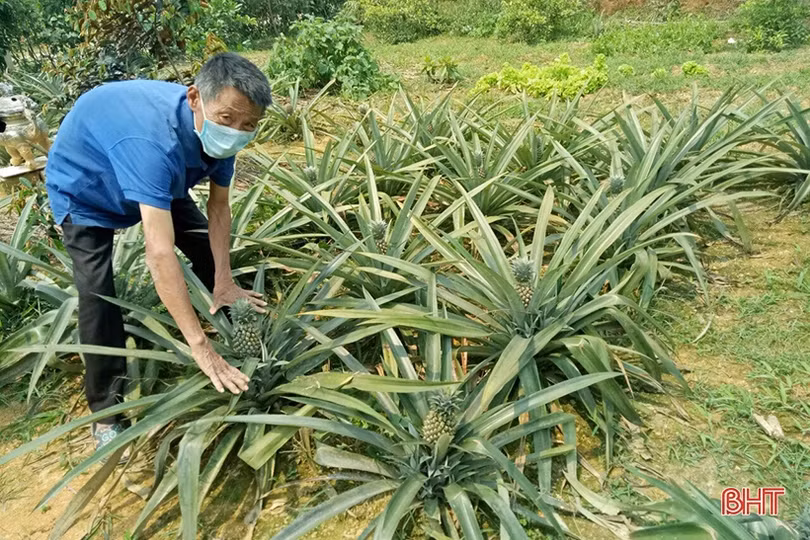 Những mô hình nông - lâm hiệu quả ở Hà Tĩnh sẽ được nhân rộng ra các tỉnh bạn