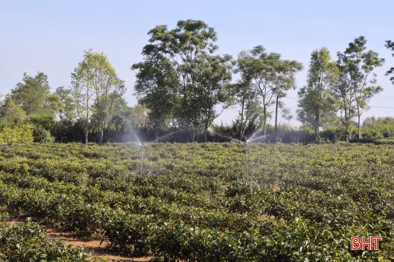 Nông dân Hương Khê “mặc áo” cho quả bưởi, tủ gốc cho cây chè