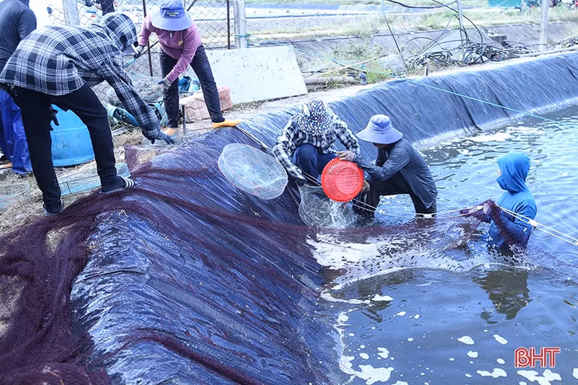 Thị trường khởi sắc, giá tôm đầu vụ tại Hà Tĩnh tăng cao