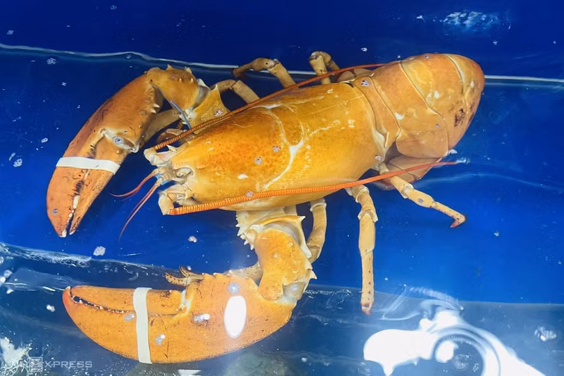 Tôm hùm vàng quý hiếm lần đầu xuất hiện ở Việt Nam