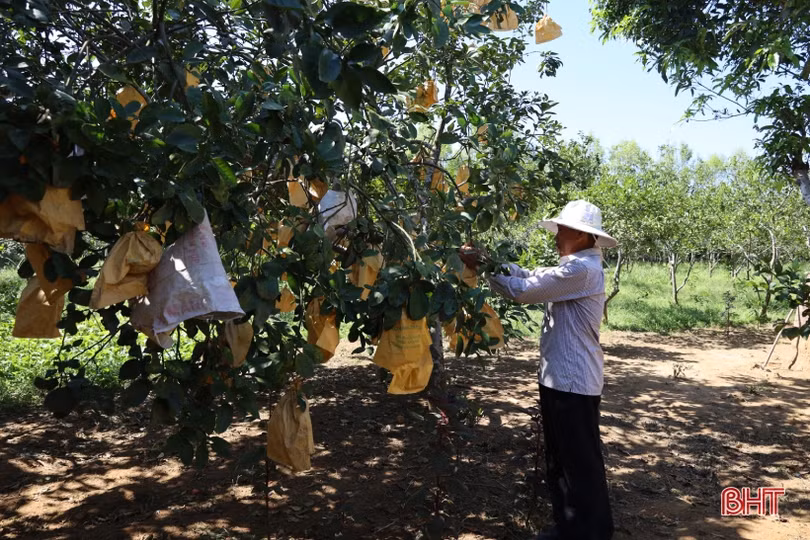Nông dân Hương Khê “mặc áo” cho quả bưởi, tủ gốc cho cây chè