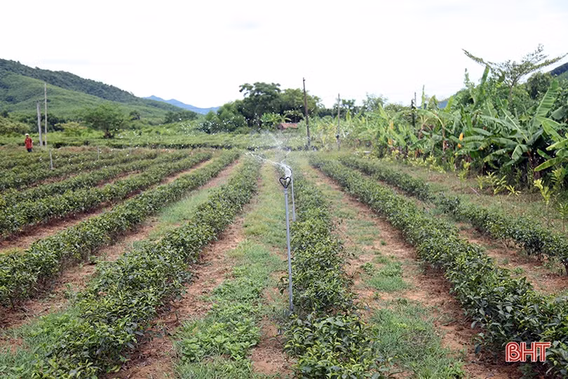 Điều tiết hợp lý nguồn nước tưới, đảm bảo lúa hè thu sinh trưởng và phát triển tốt