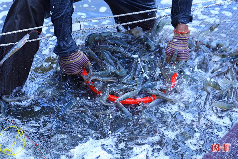 Thị trường khởi sắc, giá tôm đầu vụ tại Hà Tĩnh tăng cao