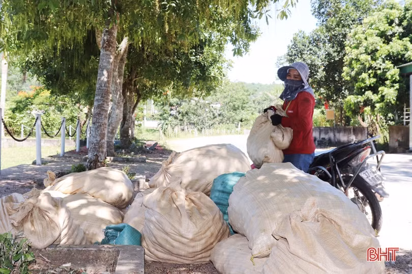 Chanh Hà Tĩnh được giá, thương lái vào vườn thu mua liên tục