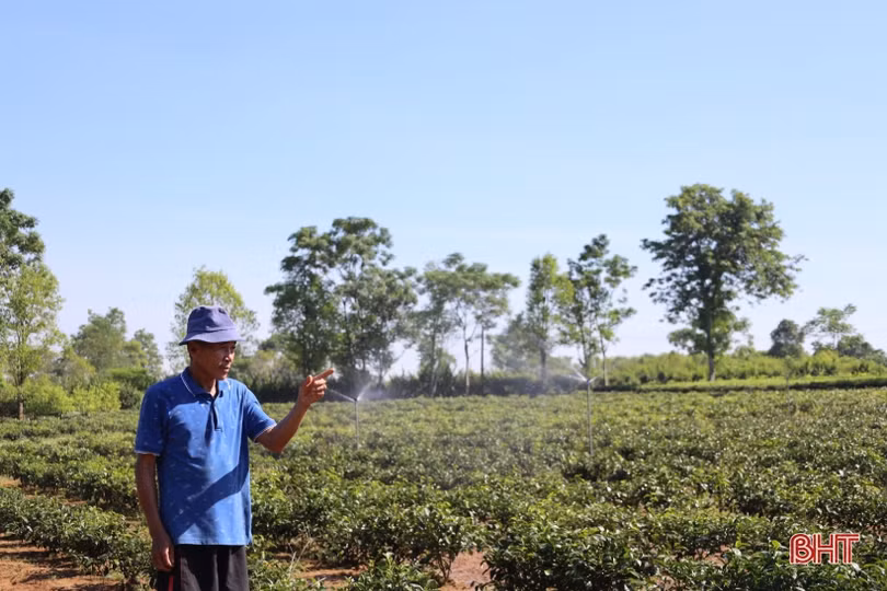 Nông dân Hương Khê “mặc áo” cho quả bưởi, tủ gốc cho cây chè