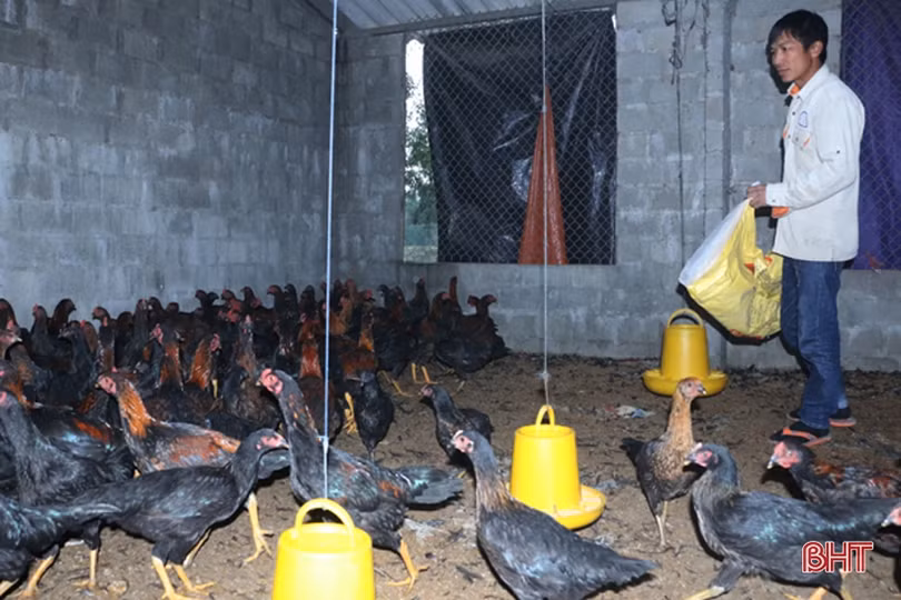 Nông dân Hà Tĩnh lo bảo vệ vật nuôi trước thời tiết nắng nóng 