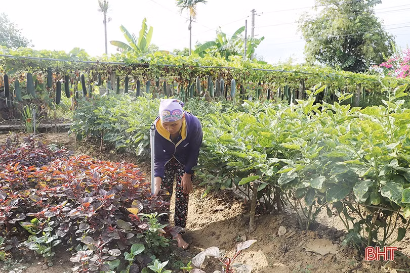 Thời tiết nắng nóng, cước vận chuyển tăng, rau xanh tại Hà Tĩnh “đội” giá