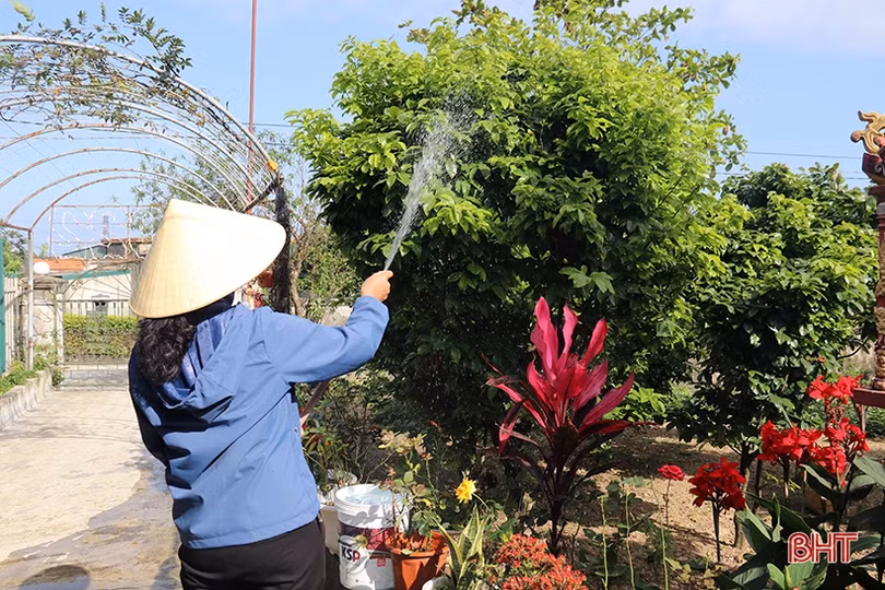 Cây mai giống xã phía Nam Hà Tĩnh “cháy hàng”