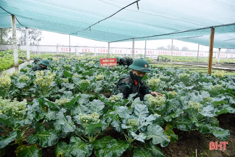 Rau quả đầy luống, gia súc kín chuồng ở các vườn tăng gia của LLVT Hà Tĩnh