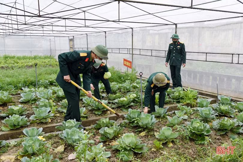 Rau quả đầy luống, gia súc kín chuồng ở các vườn tăng gia của LLVT Hà Tĩnh