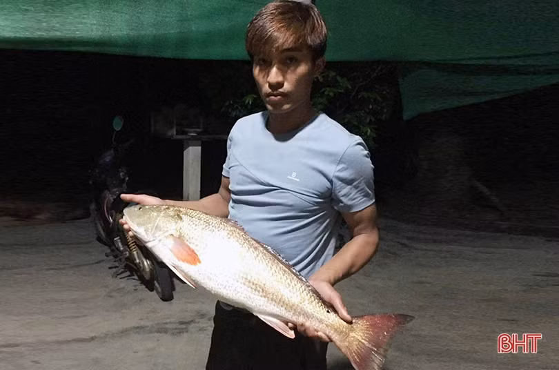 Bắt được cá nghi là sủ vàng tại biển Vũng Áng