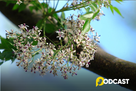 Podcast tản văn: Rưng rưng sắc tím hoa xoan