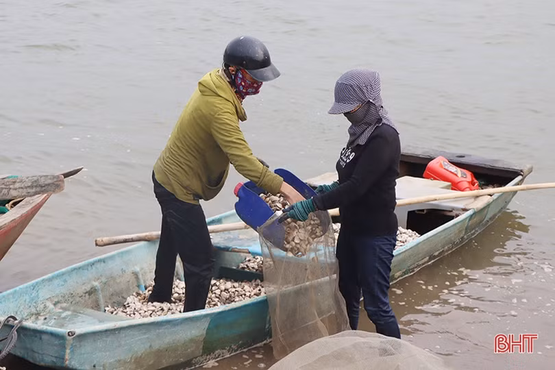 Mô hình nuôi ngao lớn nhất vùng biển Cửa Nhượng