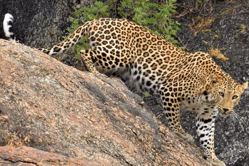 Nơi người sống cùng báo hoa mai