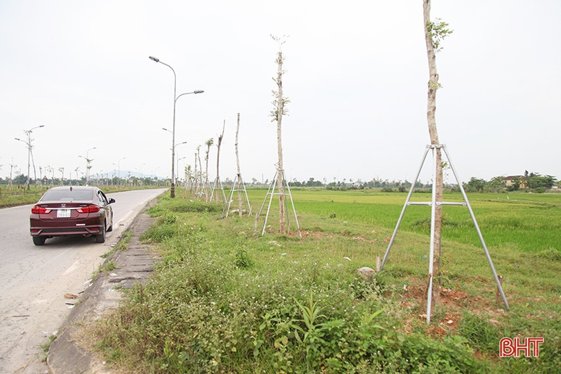 Dắm vá, trồng mới cây xanh trên đường Ngô Quyền ở TP Hà Tĩnh 