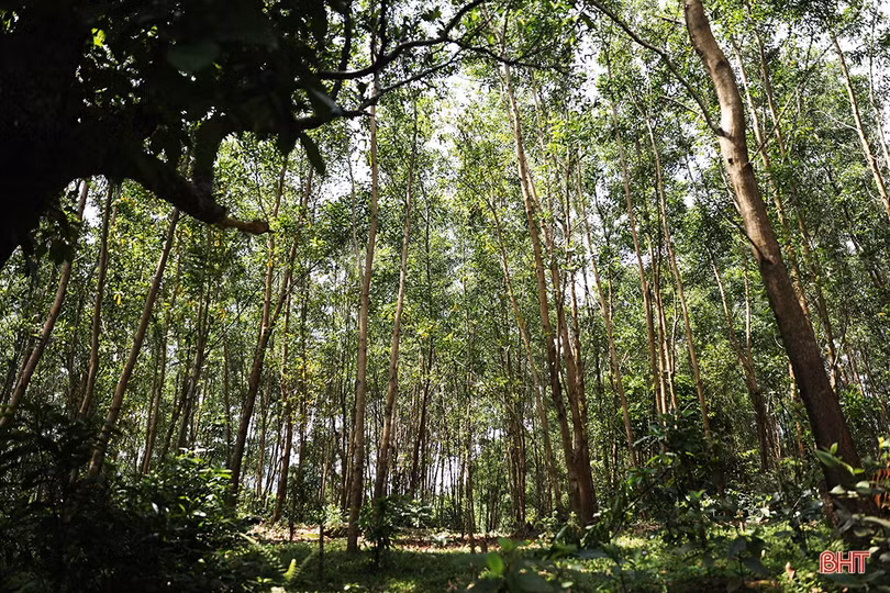 Cựu chiến binh Hà Tĩnh vượt khó, “chinh phục” đồi hoang 