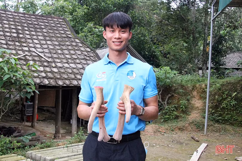 Trại nuôi hươu “khủng” của bí thư đoàn xã ở Hà Tĩnh