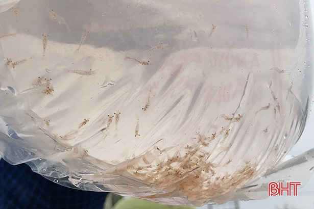 Thạch Hà thả nuôi hơn 75 vạn tôm càng xanh