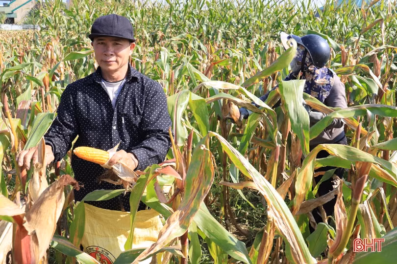 Ngô đông xuân được giá, nông dân Nghi Xuân phấn khởi