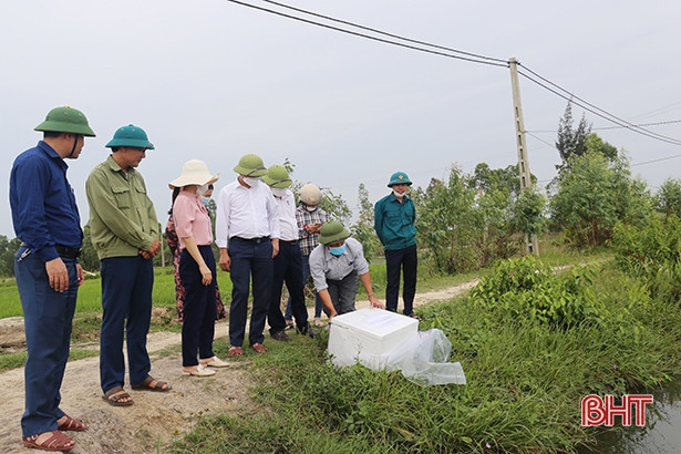 Thạch Hà thả nuôi hơn 75 vạn tôm càng xanh