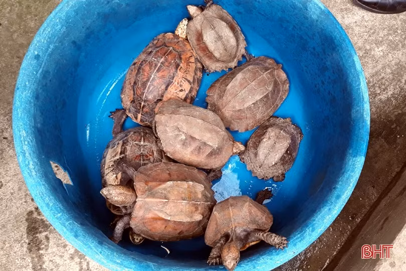 Bàn giao 8 cá thể rùa quý hiếm cho Vườn Quốc gia Vũ Quang